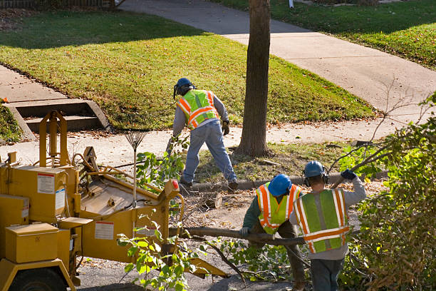 Best Tree Maintenance Programs  in Belle Rose, LA